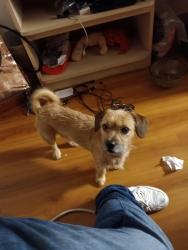 Found/Stray Male Dog last seen Motel 6 200 n Lincoln Corona ca, Corona, CA 92882