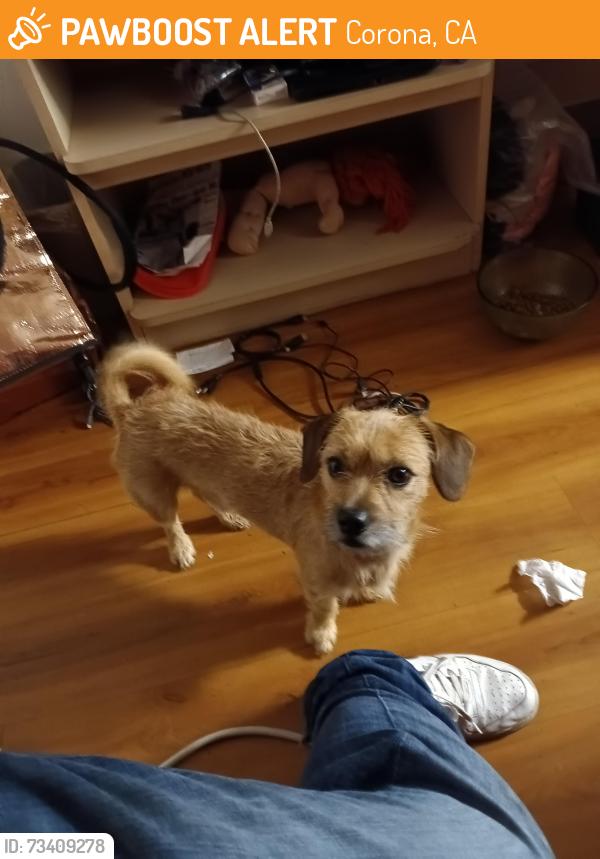 Found/Stray Male Dog last seen Motel 6 200 n Lincoln Corona ca, Corona, CA 92882