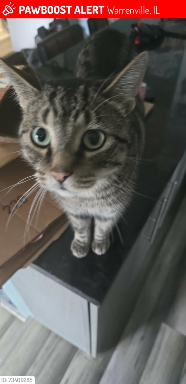 Lost Male Cat last seen Cynthia dr Warrenville, Warrenville, IL 60555