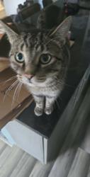 Lost Male Cat last seen Cynthia dr Warrenville, Warrenville, IL 60555