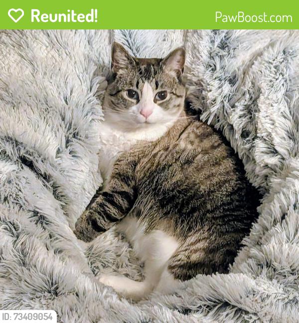 Reunited Male Cat last seen Near Idlewood Ln, Knoxville, TN 37923, USA, Knoxville, TN 37923