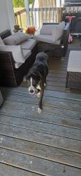 Found/Stray Male Dog last seen Near judson rd, San Antonio, TX 78233
