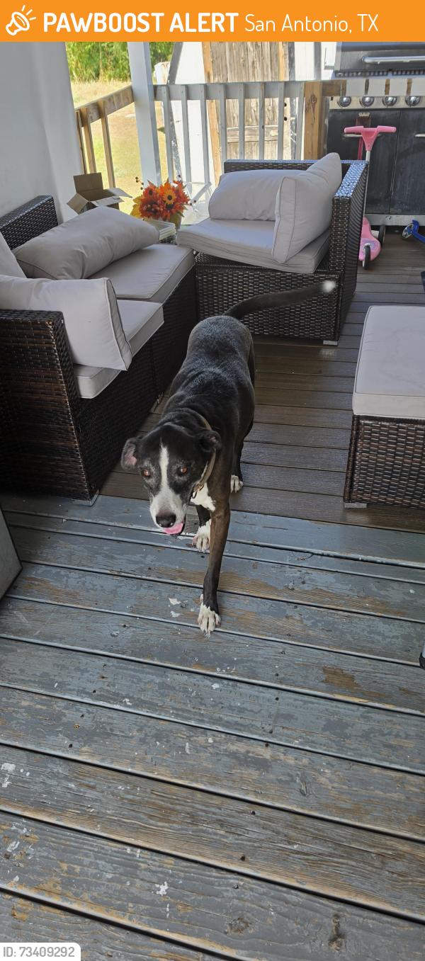 Found/Stray Male Dog last seen Near judson rd, San Antonio, TX 78233