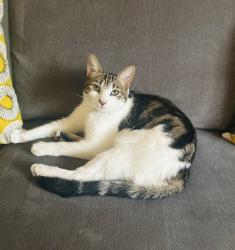 Reunited Male Cat last seen Wildhill, Hertfordshire, England AL9 6DS