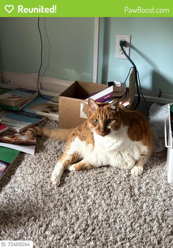 Reunited Male Cat last seen Big Springs ridge rd and derby downs dr, Friendsville, TN 37737