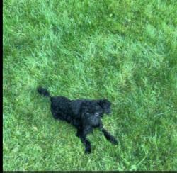 Reunited Female Dog last seen Cornelius, Cornelius, OR 97113