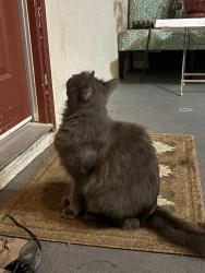 Found/Stray Unknown Cat last seen Pacific Avenue and North Street, Santa Rosa, CA 95404