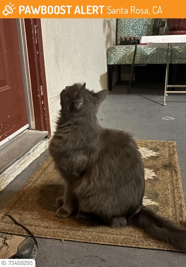 Found/Stray Unknown Cat last seen Pacific Avenue and North Street, Santa Rosa, CA 95404