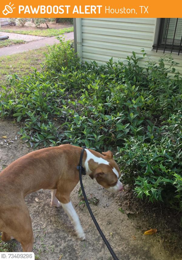 Found/Stray Male Dog last seen Highway 59 South and Clarewood Dr, Houston, TX 77074