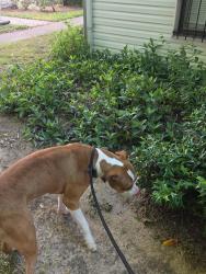 Found/Stray Male Dog last seen Highway 59 South and Clarewood Dr, Houston, TX 77074
