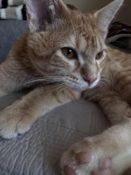 Lost Male Cat last seen Strathcona, Calgary, AB T3H 1J7