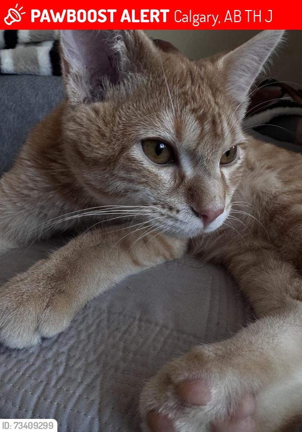 Lost Male Cat last seen Strathcona, Calgary, AB T3H 1J7