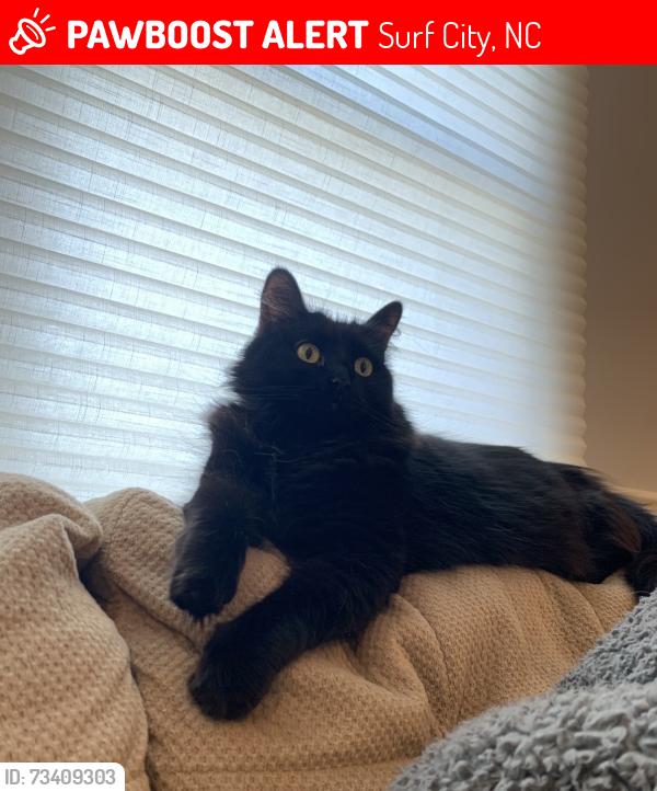 Lost Female Cat last seen Surf City Community Center, Surf City, NC 28445