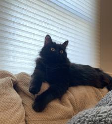 Lost Female Cat last seen Surf City Community Center, Surf City, NC 28445