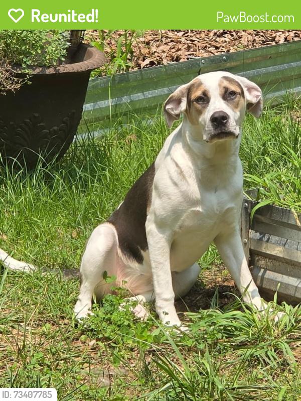 Reunited Female Dog last seen Three bridge road, Powhatan, VA 23139