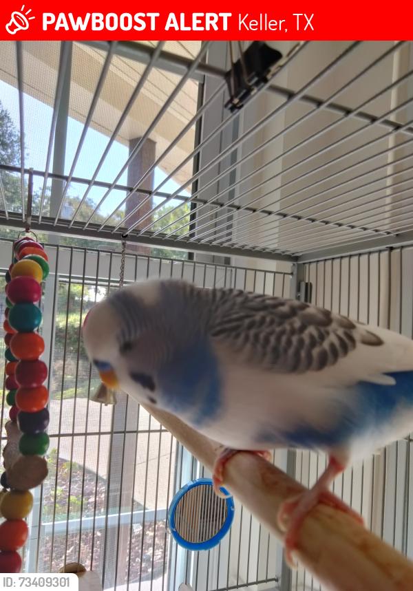 Lost Male Bird last seen Robin Ct, Ottinger, Woods, Keller, TX 76262