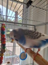 Lost Male Bird last seen Robin Ct, Ottinger, Woods, Keller, TX 76262