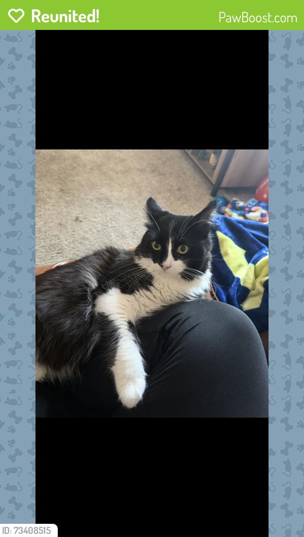 Reunited Male Cat last seen Eagle pointe apmts, Knoxville, TN 37931