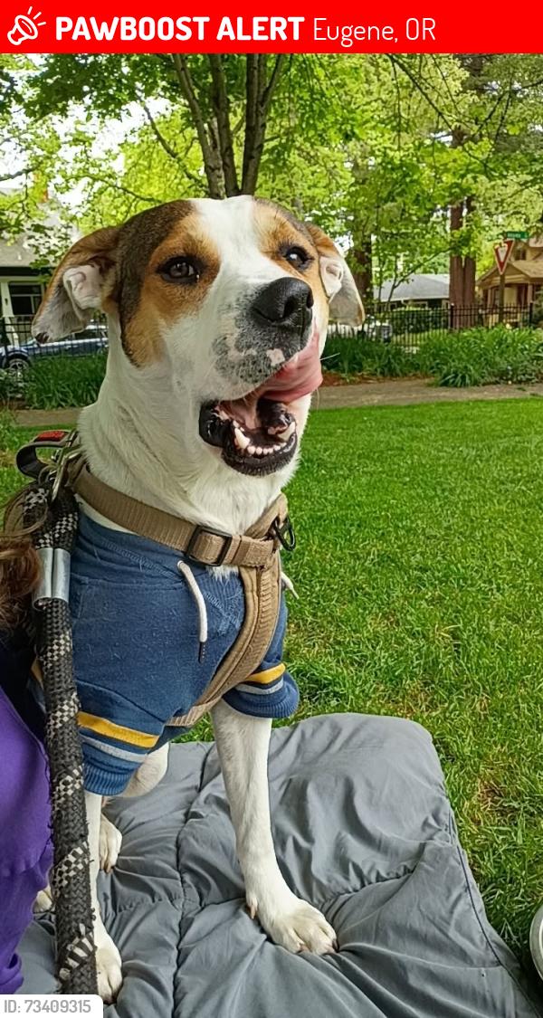 Lost Male Dog last seen W 8th and Monroe St, Eugene, OR 97402
