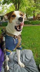 Lost Male Dog last seen W 8th and Monroe St, Eugene, OR 97402