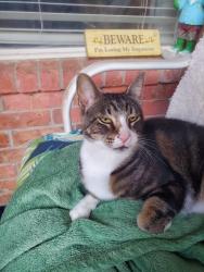 Lost Male Cat last seen Coventry ln and Bardin rd, Arlington, TX 76017