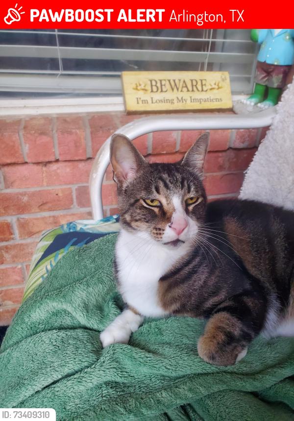 Lost Male Cat last seen Coventry ln and Bardin rd, Arlington, TX 76017