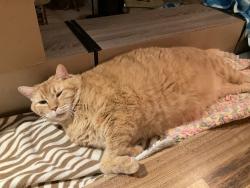 Reunited Male Cat last seen Pinebrook road venice, Venice, FL 34285