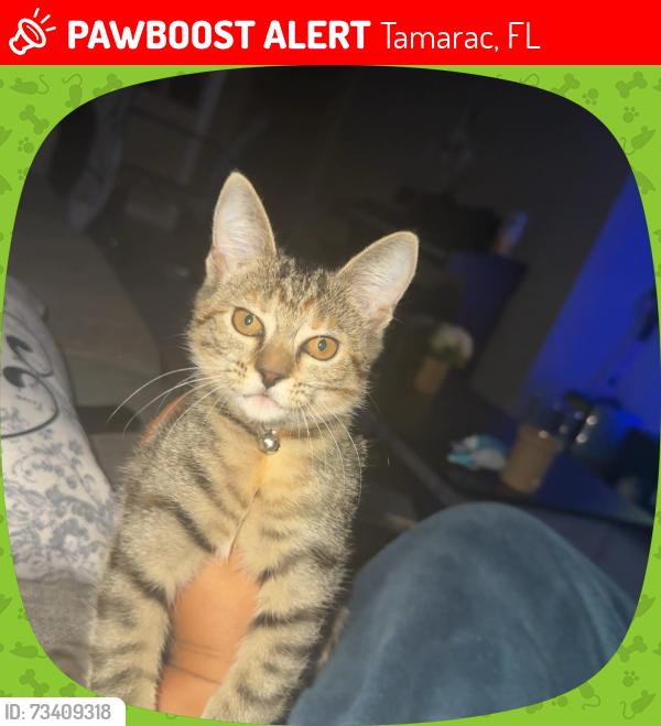 Lost Female Cat last seen Tamarac, Tamarac, FL 33319