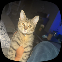 Lost Female Cat last seen Tamarac, Tamarac, FL 33319