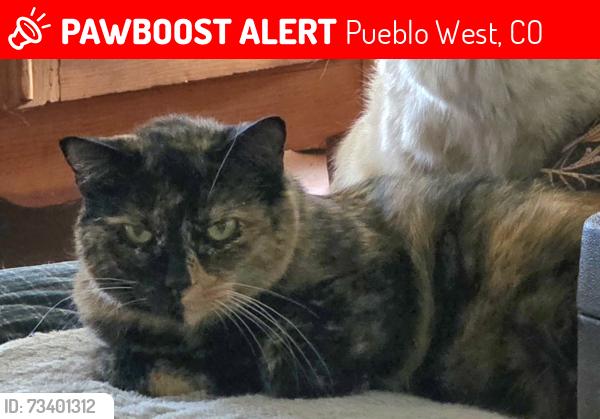 Lost Female Cat last seen W Gallinas and McCullough, Pueblo West, CO 81007