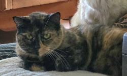 Lost Female Cat last seen W Gallinas and McCullough, Pueblo West, CO 81007