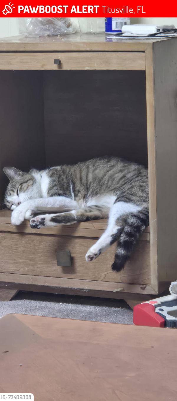 Lost Male Cat last seen Karen Drive, Titusville, FL 32780