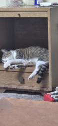 Lost Male Cat last seen Karen Drive, Titusville, FL 32780