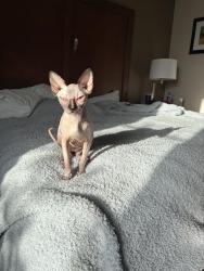 Lost Female Cat last seen Otono st, Pharr, TX 78577