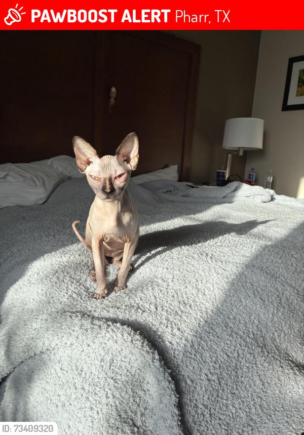 Lost Female Cat last seen Otono st, Pharr, TX 78577