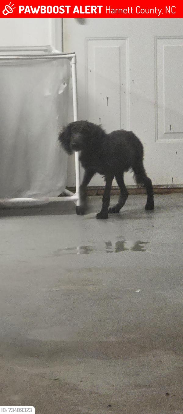 Lost Male Dog last seen Rock Harbor Lane/Elliott Bridge Rd, Harnett County, NC 28390