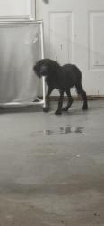 Lost Male Dog last seen Rock Harbor Lane/Elliott Bridge Rd, Harnett County, NC 28390
