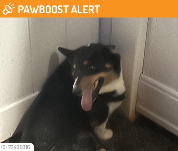 Found/Stray Unknown Dog last seen Hanging rock rd. Rawson rd wabash place, Spartanburg County, SC 29316