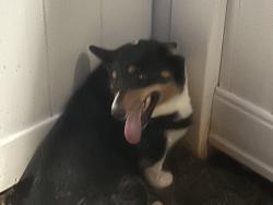 Found/Stray Unknown Dog last seen Hanging rock rd. Rawson rd wabash place, Spartanburg County, SC 29316