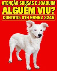 Lost Female Dog last seen Antonio contos de Barros 819, Campinas, SP 