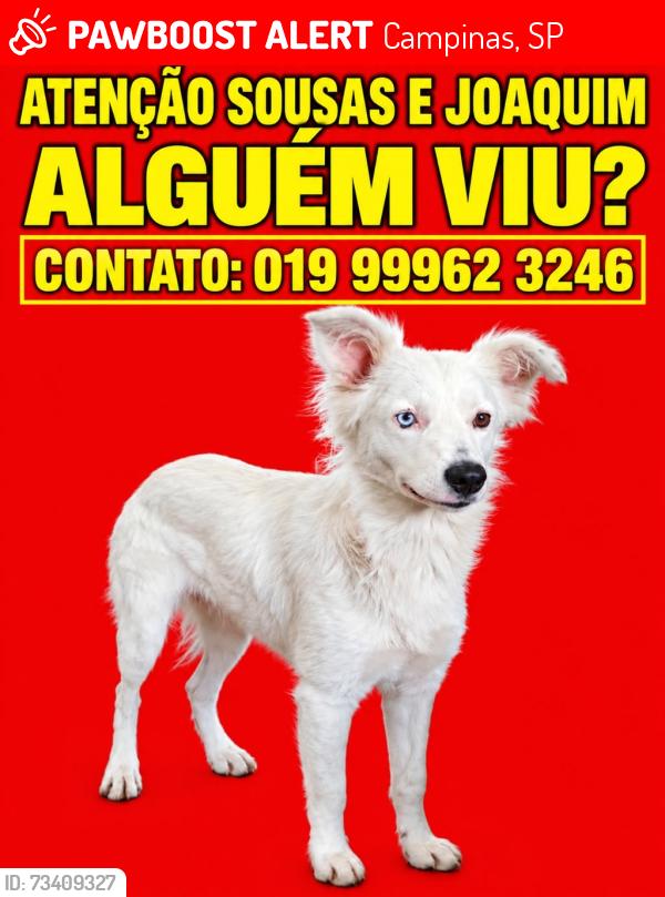 Lost Female Dog last seen Antonio contos de Barros 819, Campinas, SP 