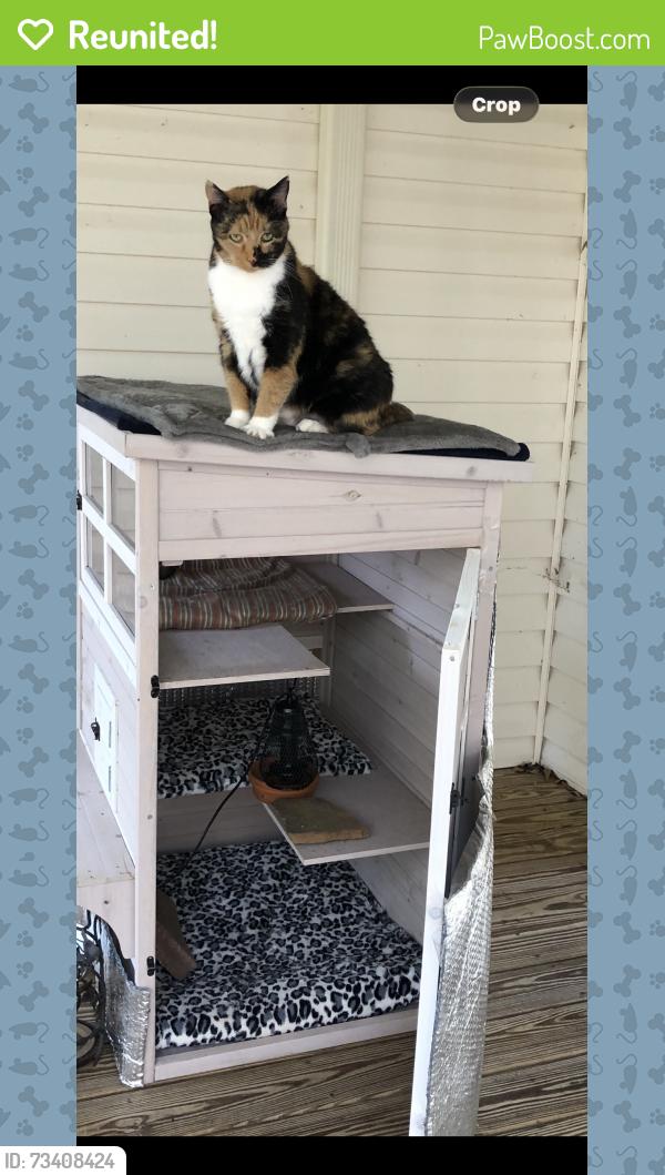 Reunited Female Cat last seen Chapel Hill Rd and Forest View Trl, Douglasville, GA 30135
