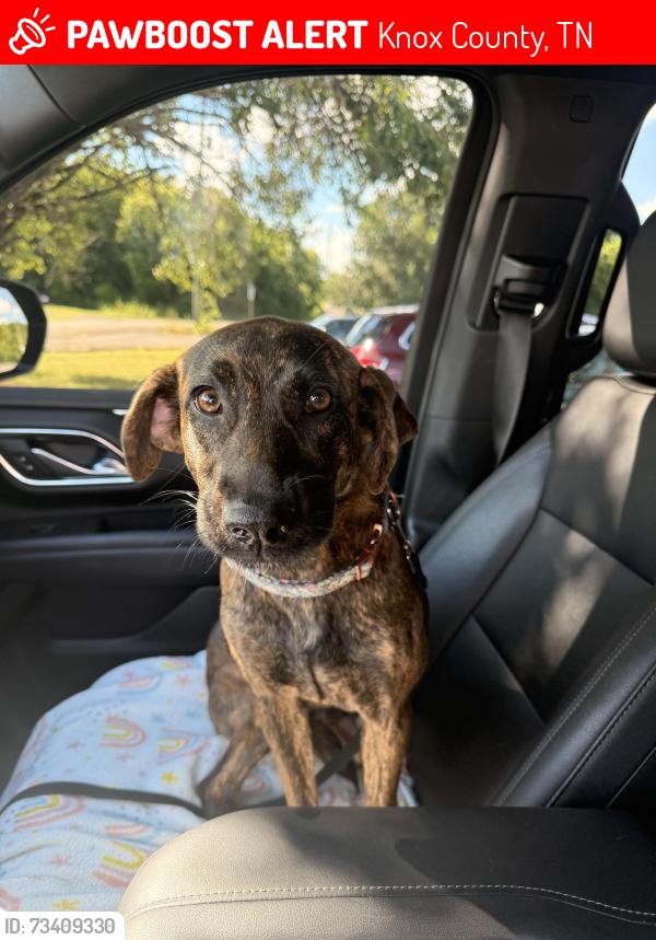 Lost Female Dog last seen Edith keeler ln in corryton, Knox County, TN 37938