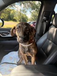 Lost Female Dog last seen Edith keeler ln in corryton, Knox County, TN 37938
