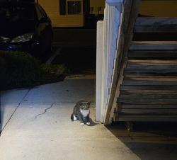 Found/Stray Unknown Cat last seen Tussing rd, Columbus, OH 43068