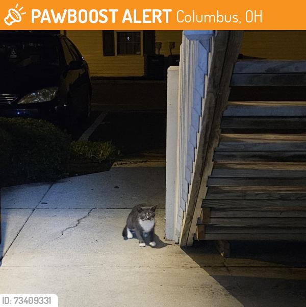 Found/Stray Unknown Cat last seen Tussing rd, Columbus, OH 43068
