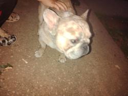 Found/Stray Male Dog last seen Salisbury, Salisbury, NC 28144