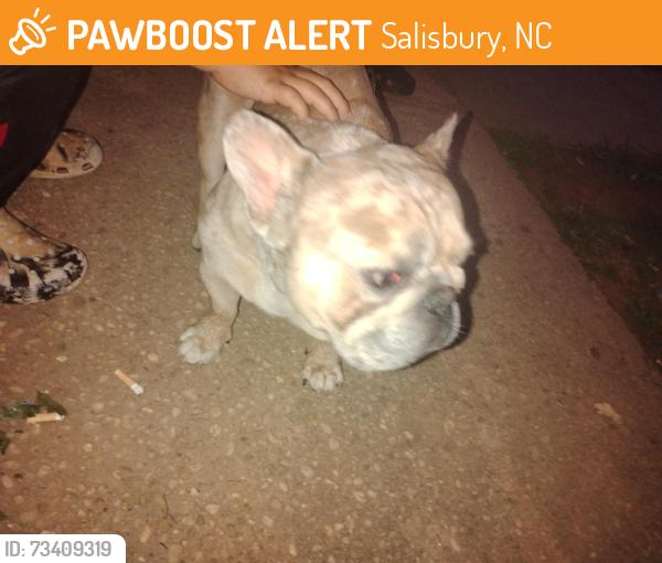 Found/Stray Male Dog last seen Salisbury, Salisbury, NC 28144