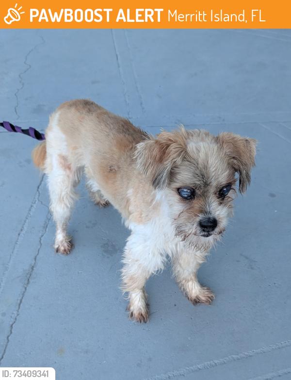Found/Stray Female Dog last seen Central Ave and Banana, Merritt Island, FL 32952