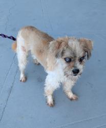 Found/Stray Female Dog last seen Central Ave and Banana, Merritt Island, FL 32952